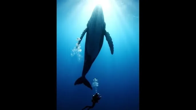 星辰影院在线观看全集免费观看流浪地球2 - 深蓝星球：探索海洋深处的未知世界